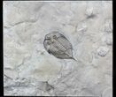 Dalmanites Trilobite - New York #42691-2
